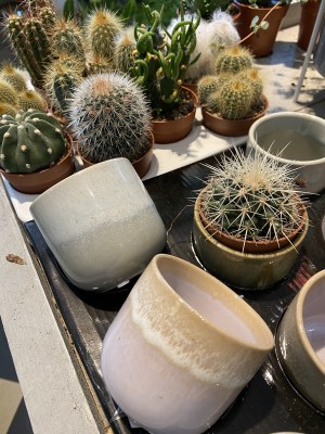 cactus los eventueel met pot